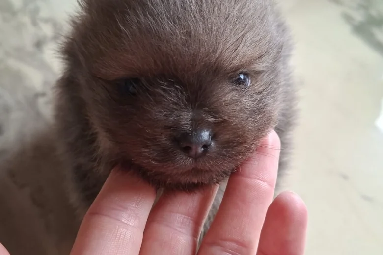 Pomeranian