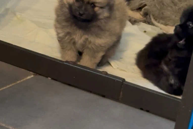 Pomeranian