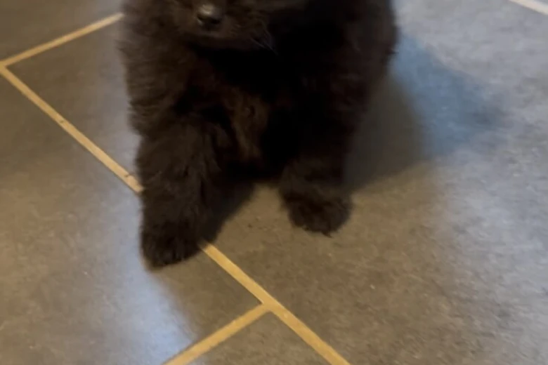 Pomeranian