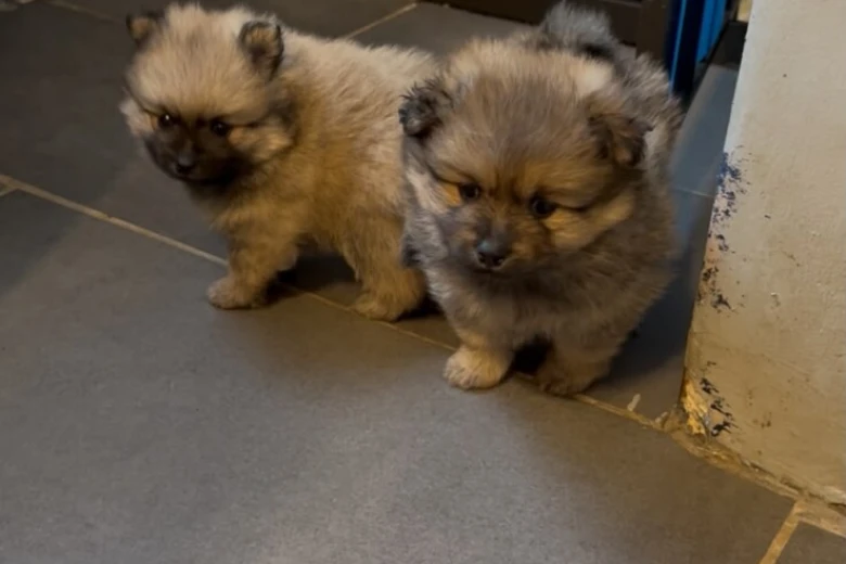 Pomeranian