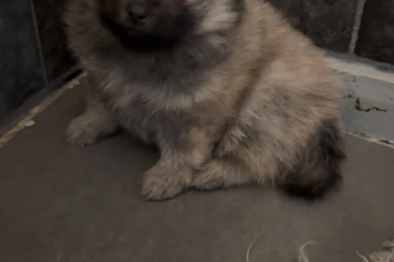Pomeranian