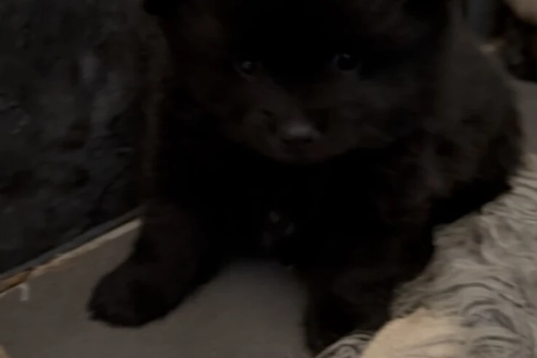 Pomeranian
