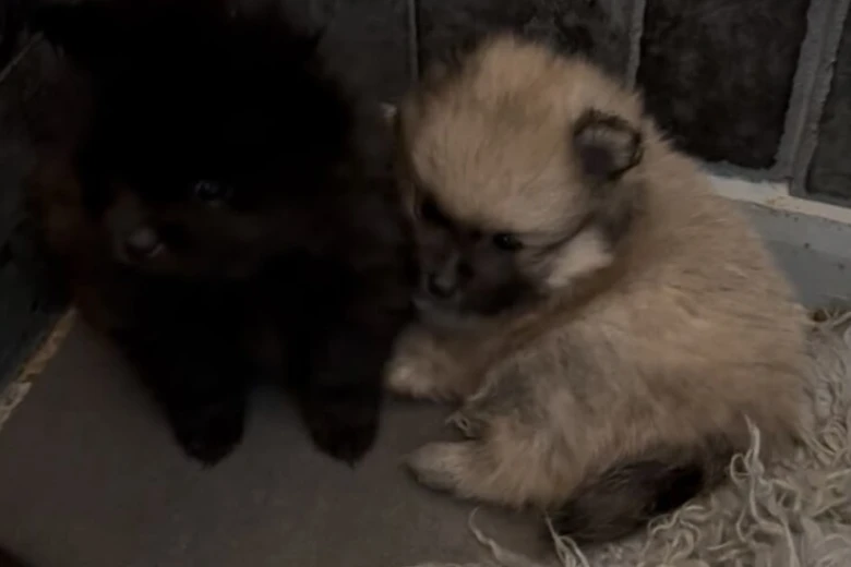 Pomeranian