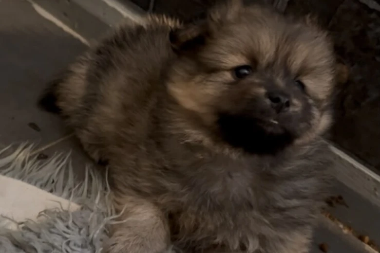 Pomeranian