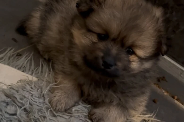 Pomeranian