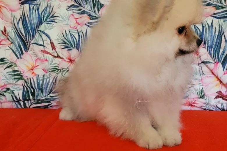 Pomeranian