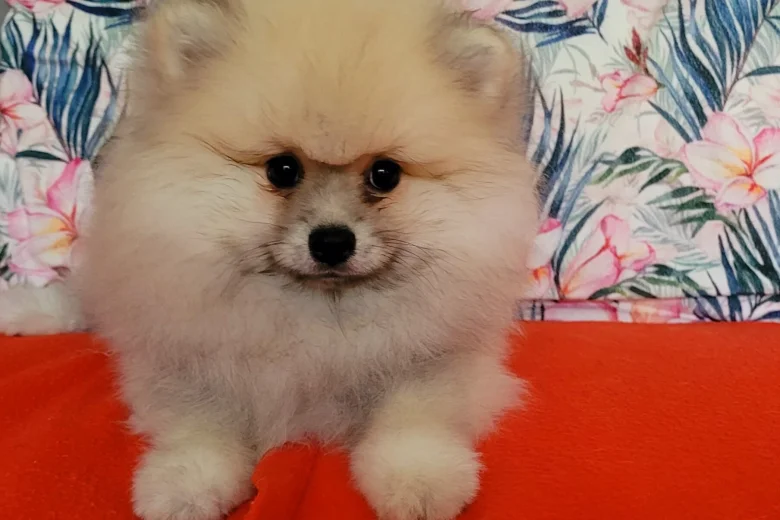 Pomeranian