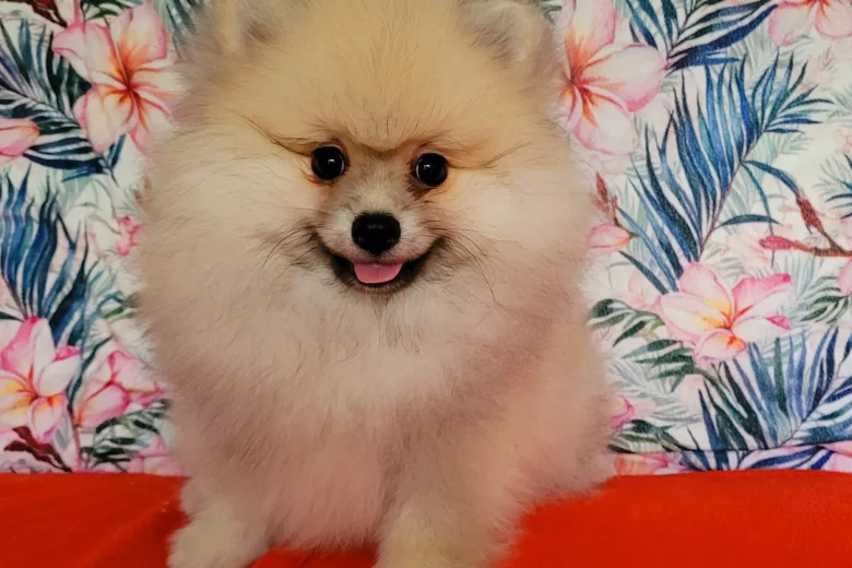 Pomeranian