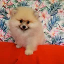 Pomeranian