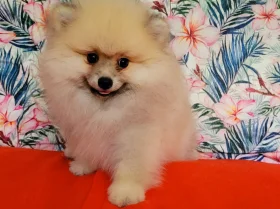 Pomeranian