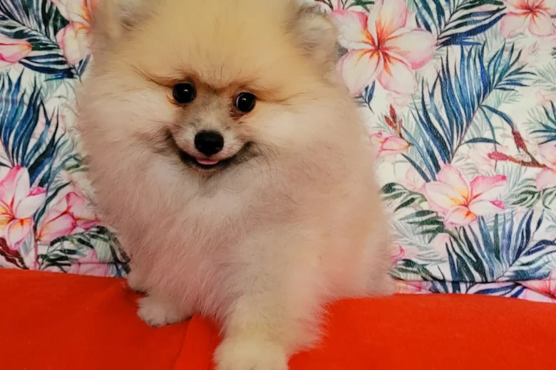 Pomeranian