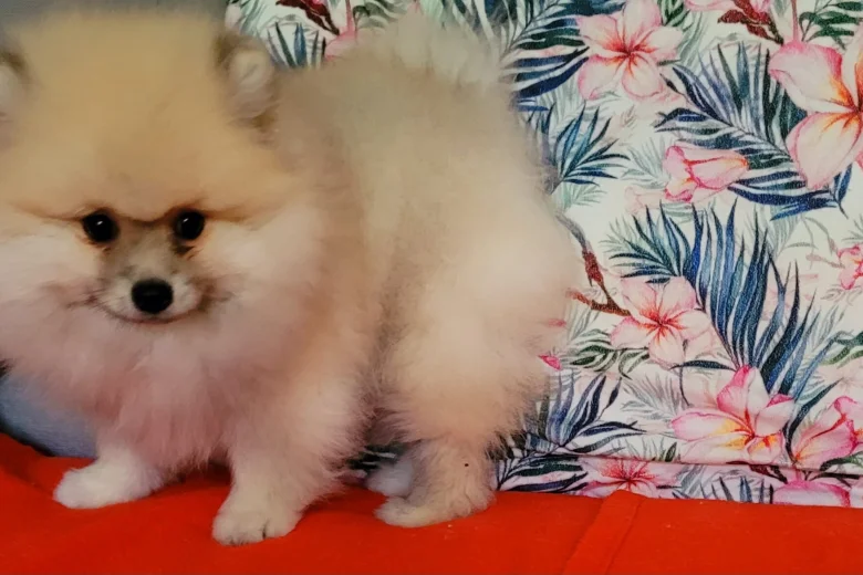 Pomeranian