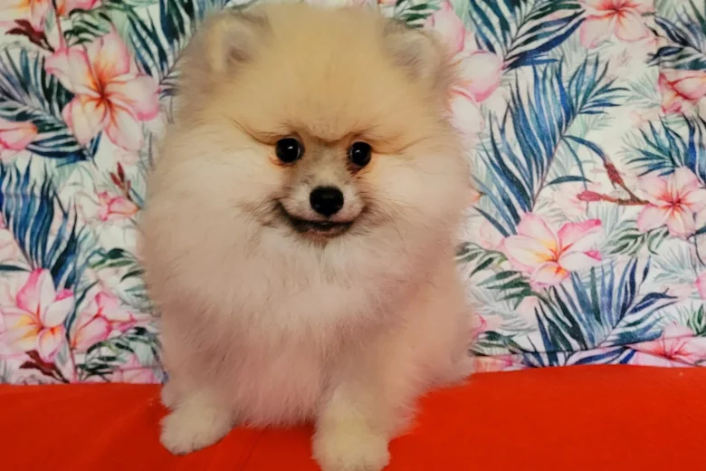 Pomeranian