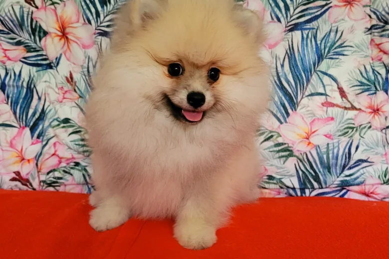Pomeranian
