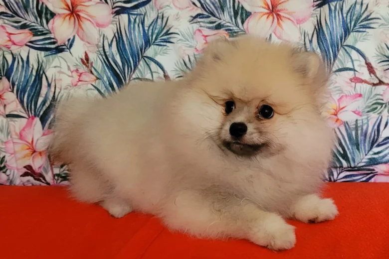 Pomeranian