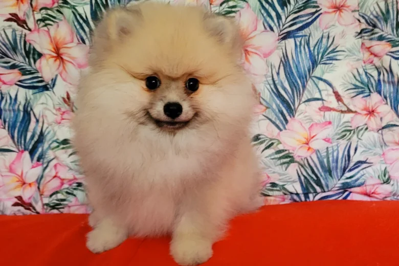 Pomeranian