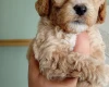 Poochon