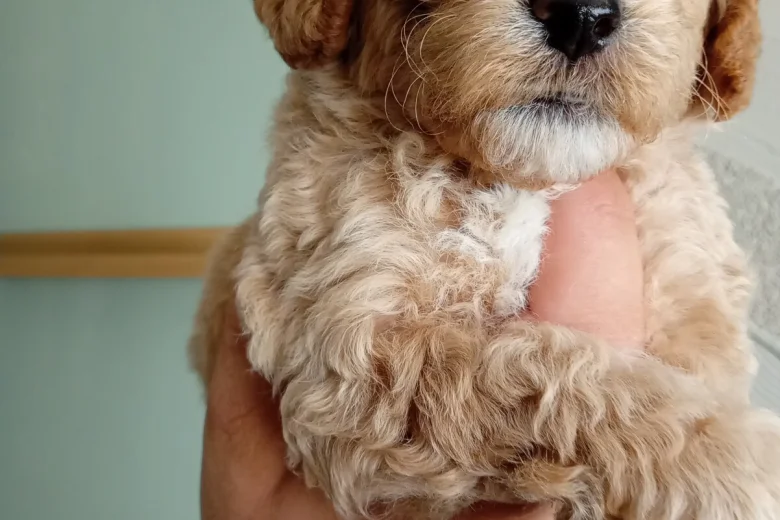 Poochon