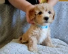 Poochon
