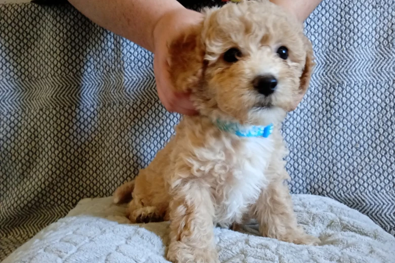 Poochon