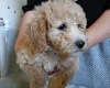 Poochon
