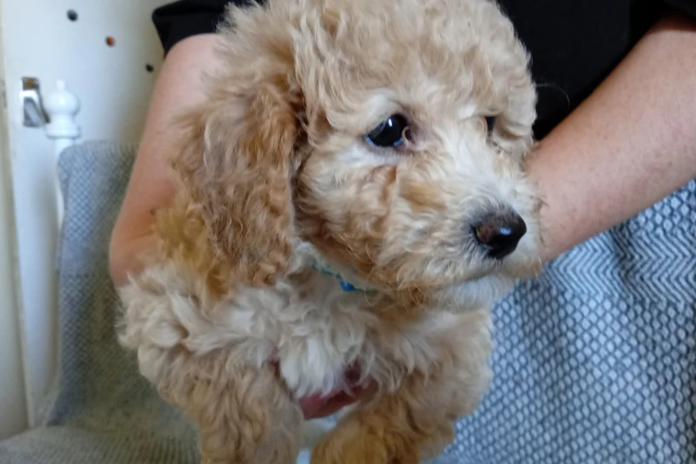Poochon