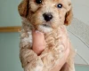 Poochon