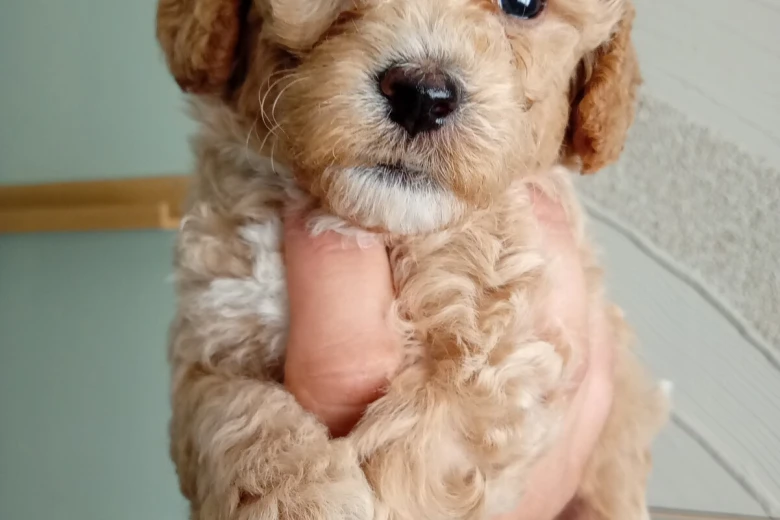 Poochon