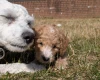 Poochon