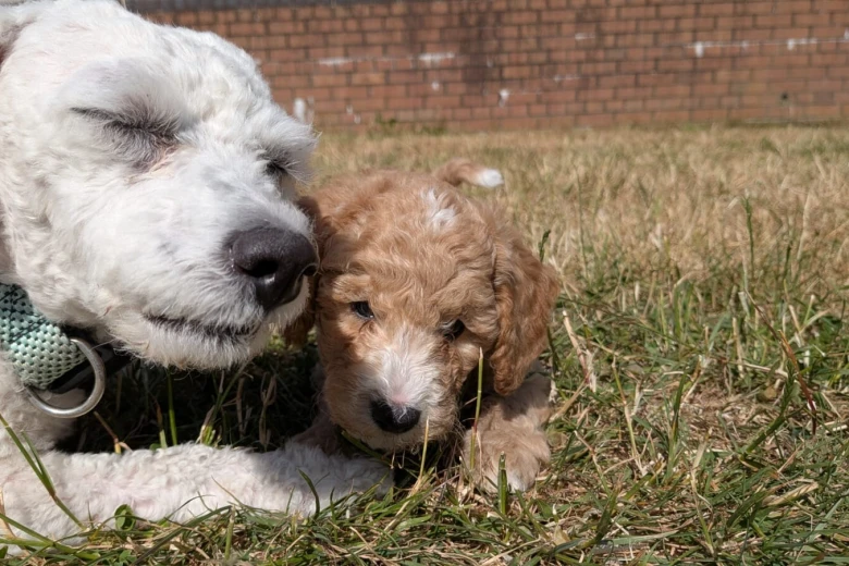 Poochon