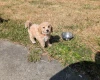 Poochon
