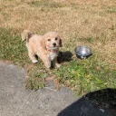 Poochon