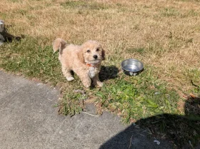 Poochon