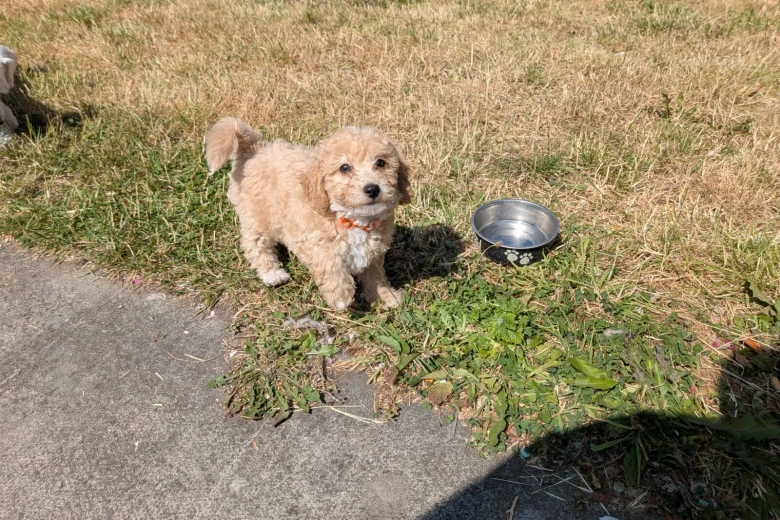 Poochon