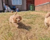 Poochon
