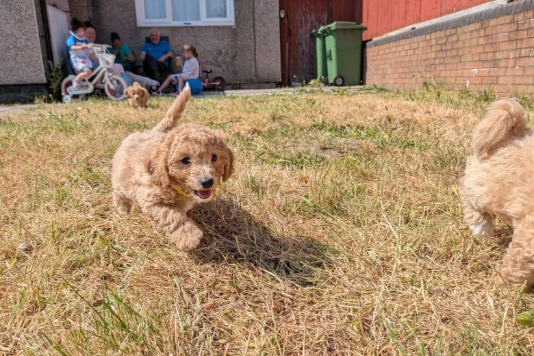 Poochon