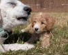 Poochon