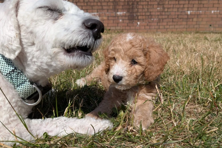 Poochon