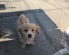 Poochon