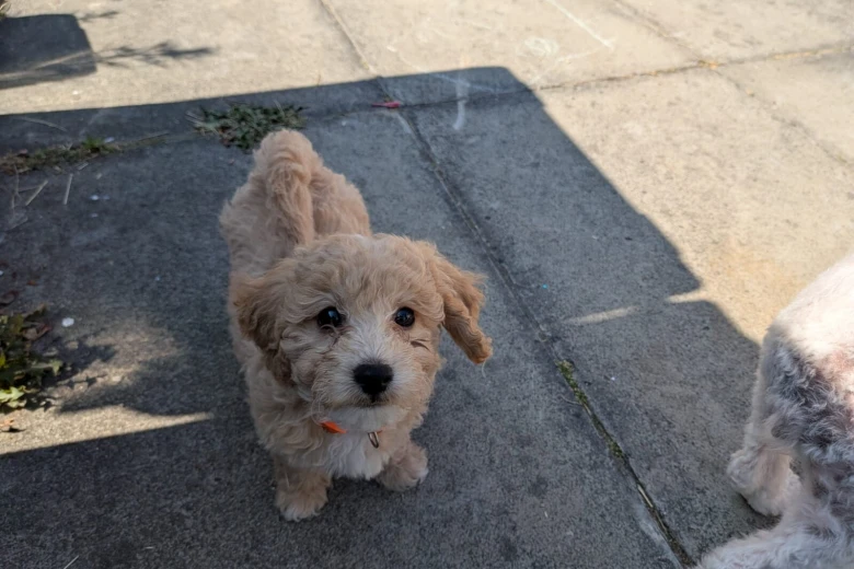Poochon