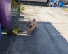 Poochon