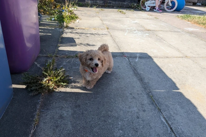 Poochon