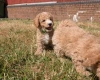 Poochon