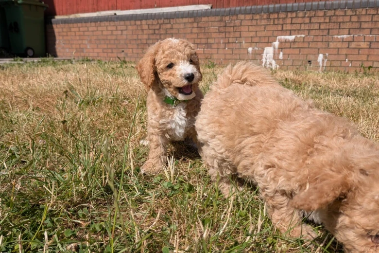Poochon