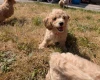 Poochon