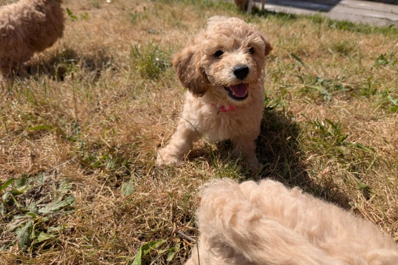 Poochon