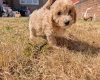 Poochon