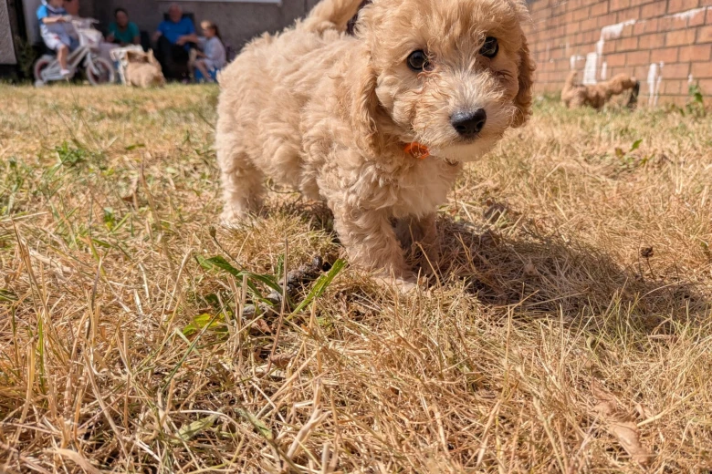 Poochon
