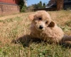 Poochon