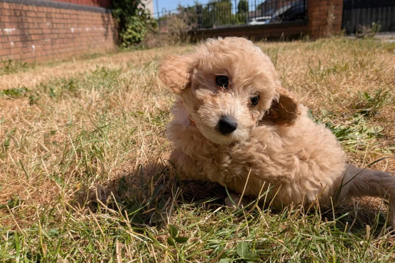 Poochon